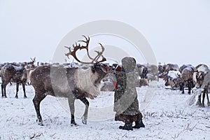 Yamal peninsula, Siberia. A herd of reindeer in winter, Reindeers migrate for a best grazing in the tundra nearby of polar circle