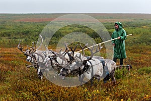 Nomad herder leads sledge with firewood to a camp.