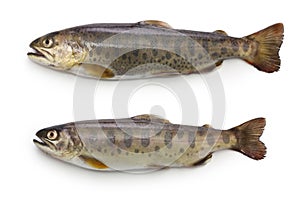 Yamame, trout of Japan, landlocked cherry salmon photo