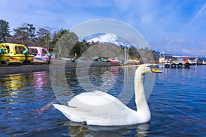 Yamanaka lake with fuji mount background and swan