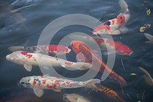 Japanese Koi are domesticated Amur carp that are selected or culled for color. photo