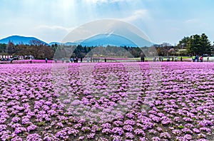 Yamanashi, Japan - May 1, 2017 : Shibasakura field or pink moss