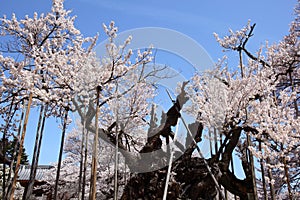 Yamataka Jindai Sakura