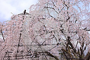 Yamataka Jindai Zakura, Japan\'s largest and oldest cherry tree at Mukawacho Yamataka, photo