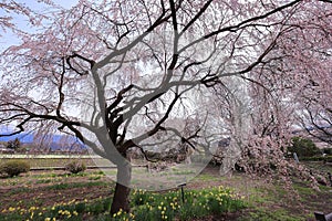 Yamataka Jindai Zakura, Japan\'s largest and oldest cherry tree at Mukawacho Yamataka, photo