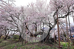Yamataka Jindai Zakura, Japan\'s largest and oldest cherry tree at Mukawacho Yamataka, photo