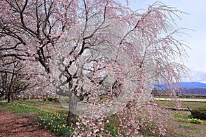 Yamataka Jindai Zakura, Japan\'s largest and oldest cherry tree at Mukawacho Yamataka, photo