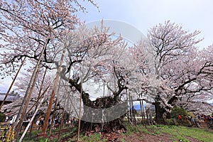 Yamataka Jindai Zakura, Japan\'s largest and oldest cherry tree at Mukawacho Yamataka, photo