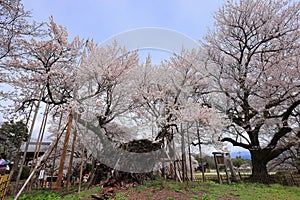 Yamataka Jindai Zakura, Japan\'s largest and oldest cherry tree at Mukawacho Yamataka, photo