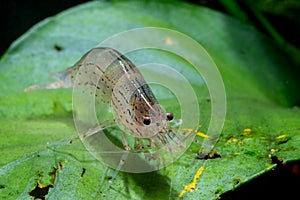 Yamato dwarf shrimp bend body and stay on green leaf in freshwater aquarium tank