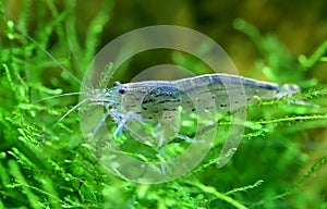 Yamato shrimp on java moss