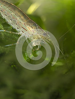 Yamato shrimp on java moss
