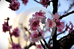 Yamazakura cherry blossom in the late afternoon