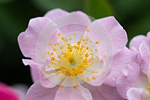Yametsuhime-Rosa chinensis Jacq.