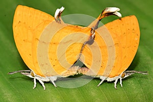 Yamfly Butterfly Loxura Atymnus mating pair