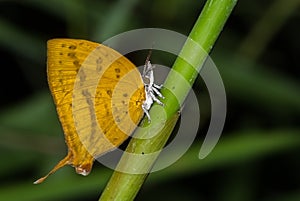 Yamfly Butterfly photo