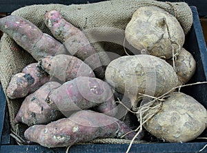 Yams and delicious jicama yam bean