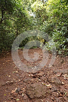 Forest on the way to Yana Caves - Karnataka tourism - India adventure trip - hindu mythology photo