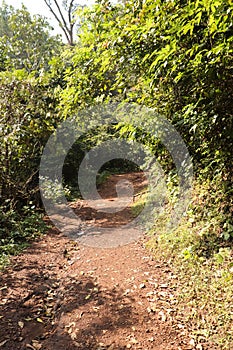 Forest on the way to Yana Caves - Karnataka tourism - India adventure trip - hindu mythology photo