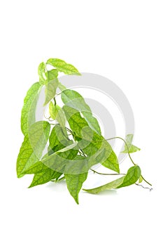 Yanang leaves on white background