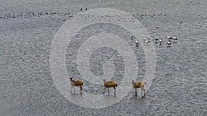 Yancheng City, Jiangsu Province, China: the world\'s largest elk nature reserve