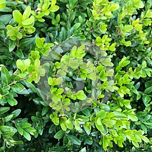 Yang Green leaves boxwood background