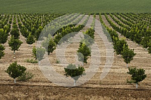 Yang orange trees plant