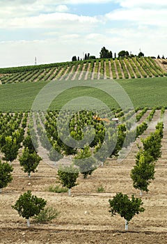 Yang orange trees plant