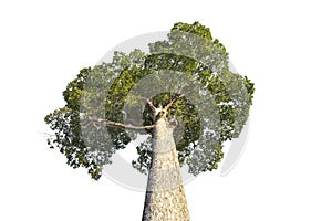 Yang tree or Dipterocarpus alatus Roxb.