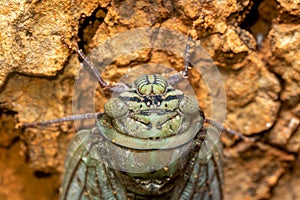 Yanga heathi, Cicada Tsingy de Bemaraha, Madagascar wildlife