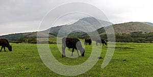 Yangmingshan Nation Park Cow at Qing Tian Gang, Taipei Apr 2016