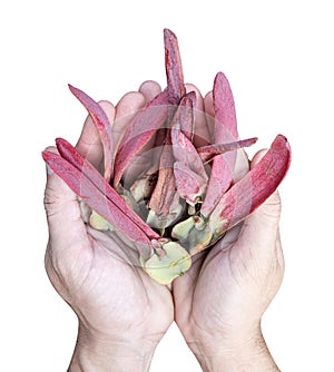 Yangna fruits on hand isolated on white background with clipping path