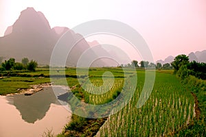 Yangshuo landscape - rice field