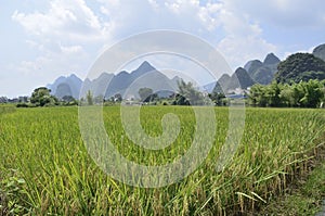 Yangshuo mature rice