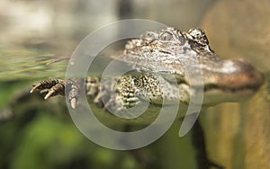 Yangtze Alligator