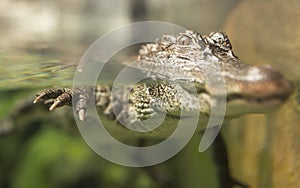 Yangtze Alligator photo