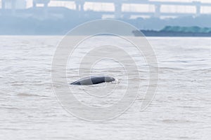 Yangtze finless porpoise