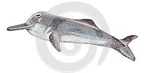 Yangtze river dolphin extinct animal sketch