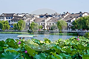 Yangzhou lotus pond photo
