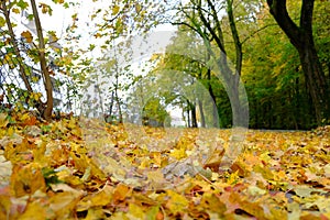 Yao Fallen leaves in autumn season