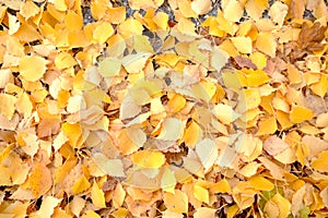 Yao Golden deciduous texture