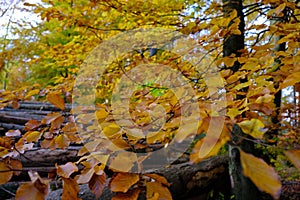 Yao Golden forest in autumn season
