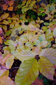 Yao Golden forest in autumn season