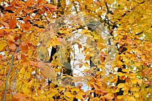 Yao Golden forest in autumn season