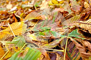 Yao Golden forest in autumn season