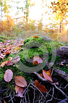 Yao Moss in the forest