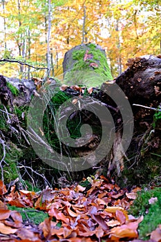 Yao Moss in the forest