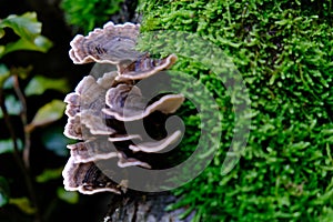 Yao Wild fungi in the forest