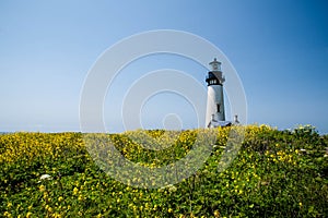 Yaquina Head Lighthouse in bloom