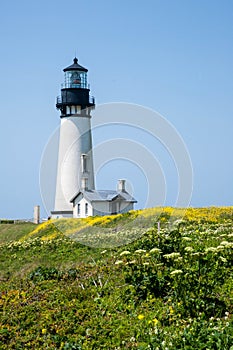 Yaquina Head Lighthouse in bloom photo